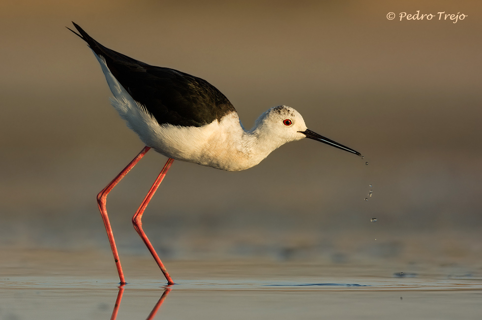 Cigüeñuela (Himantopus himantopus)